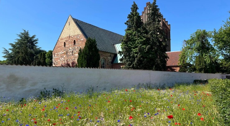 En frodig blomstereng foran kirkegårdsmuren ved Tårnby Kirke. Her gror valmuer, bonderoser og kornblomster.