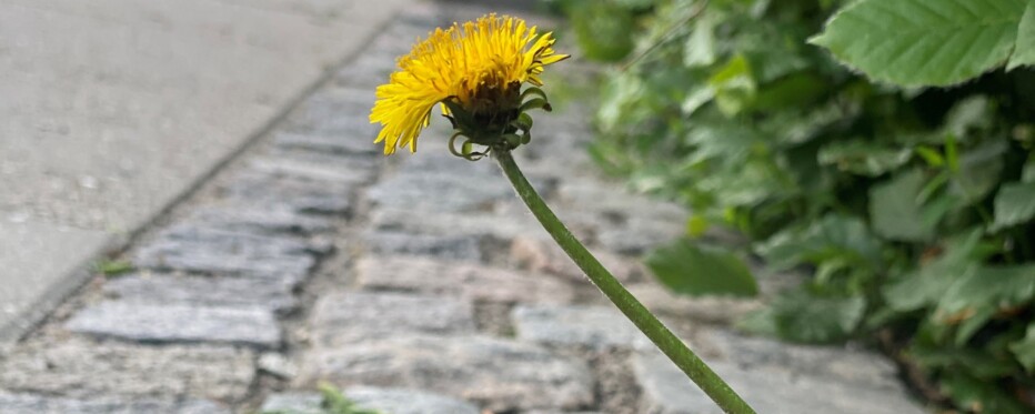 en mælkebøtteblomst står i alene majestæt blandt brosten